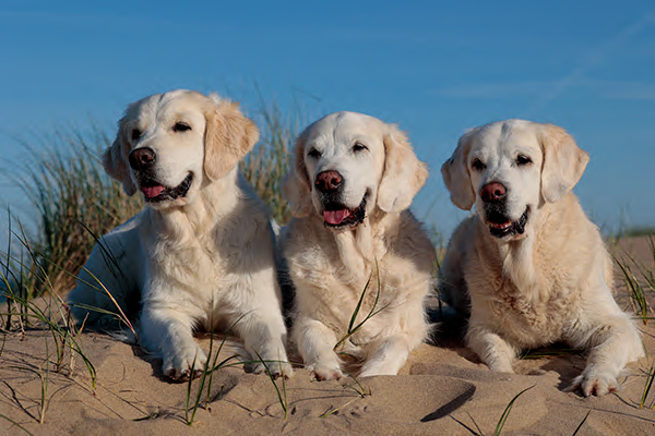 Molly, Spooky, Samba